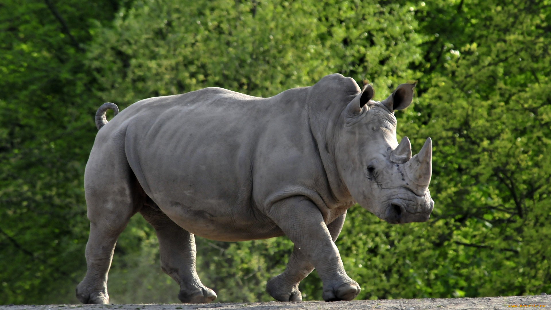 животные, носороги, животное, носорог, деревья