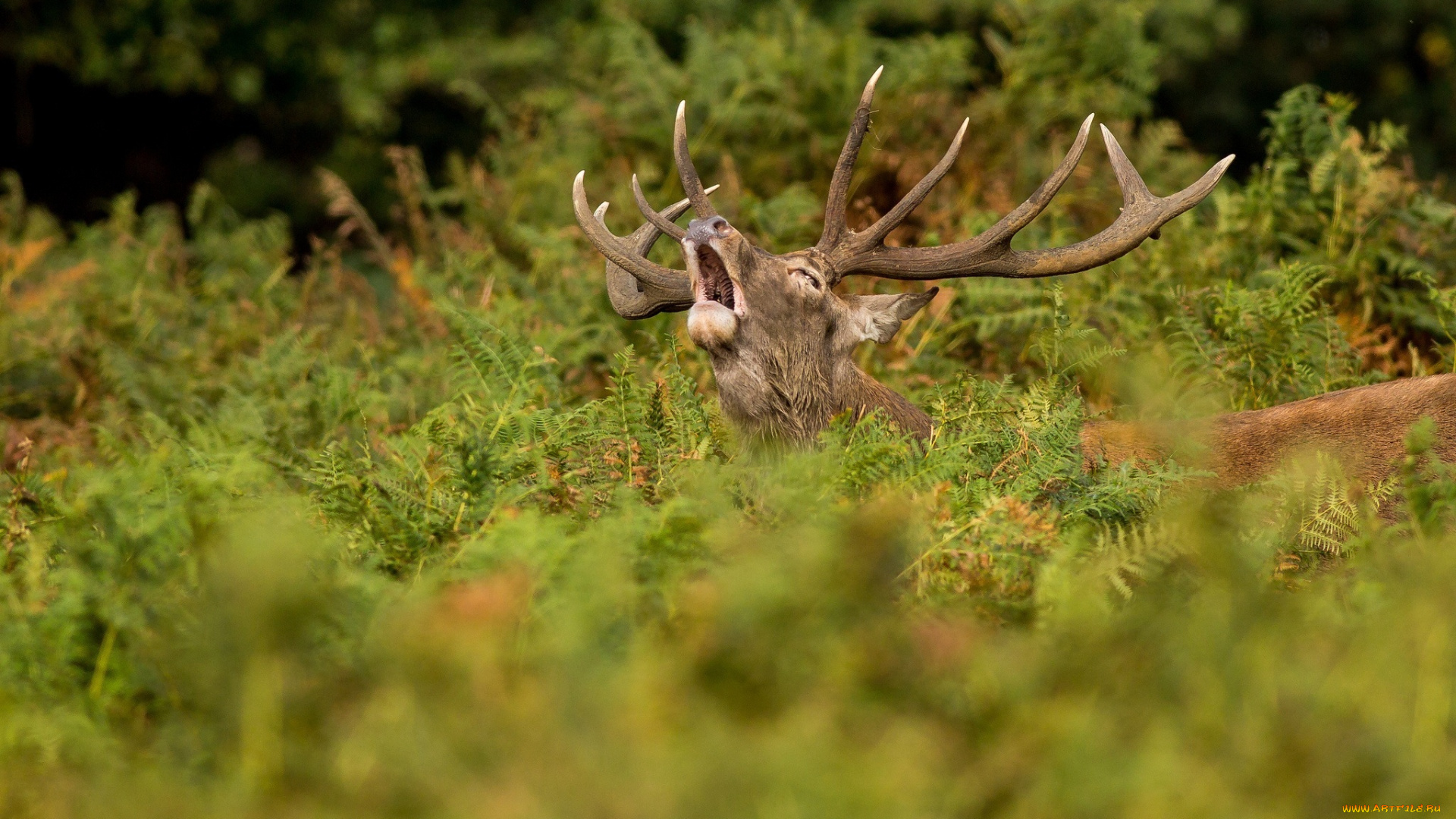 животные, олени, зов, рога, заросли, олень