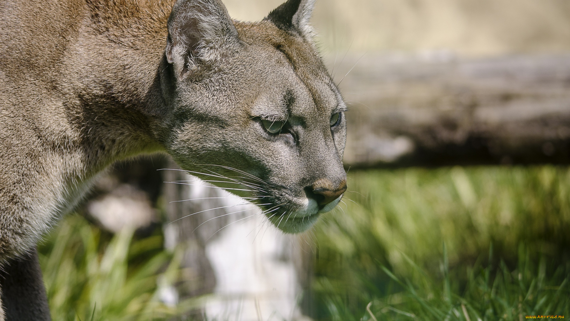 животные, пумы, кугуар, кошка, профиль, морда