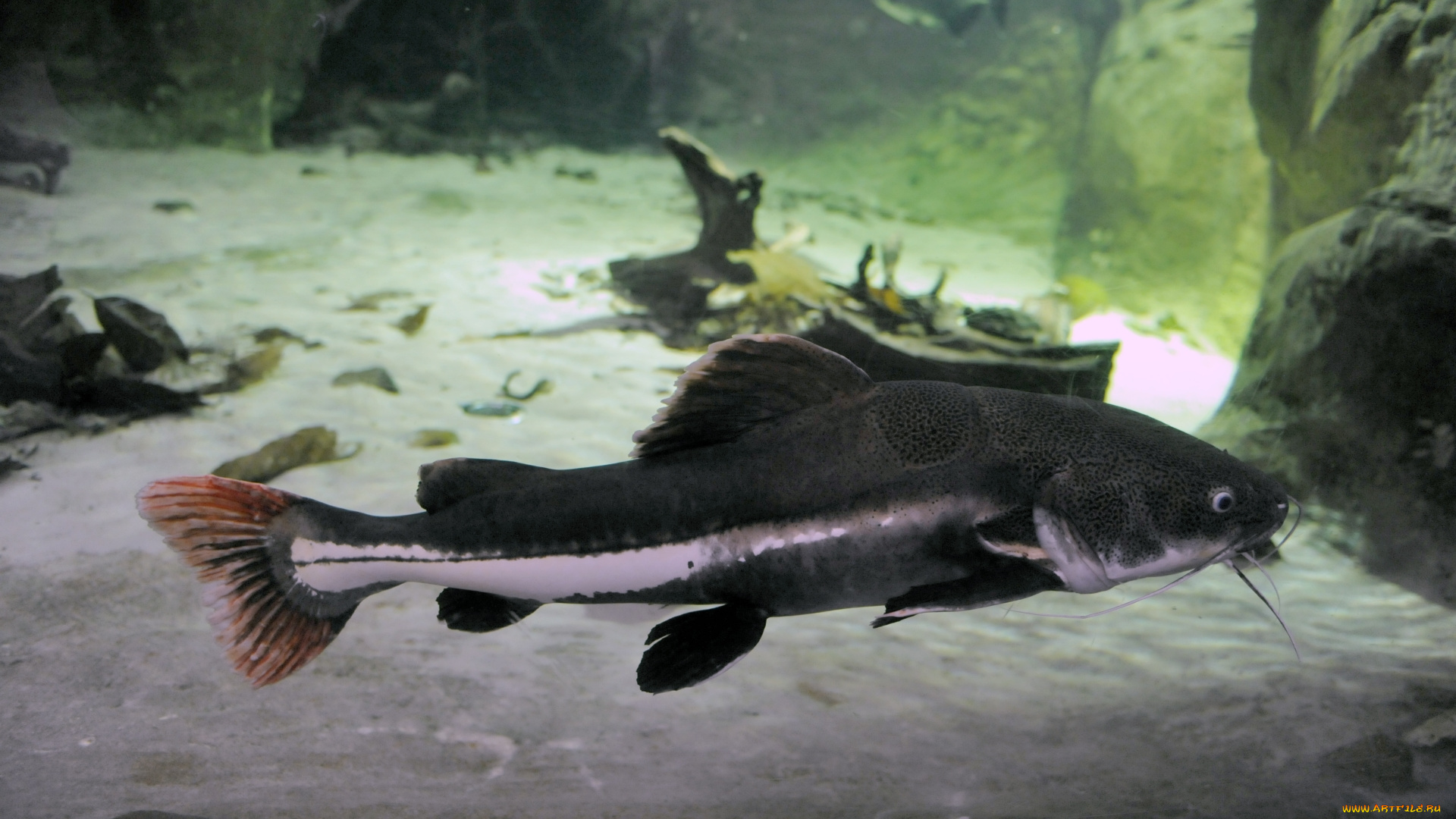 животные, рыбы, рыба, окрас, глубина