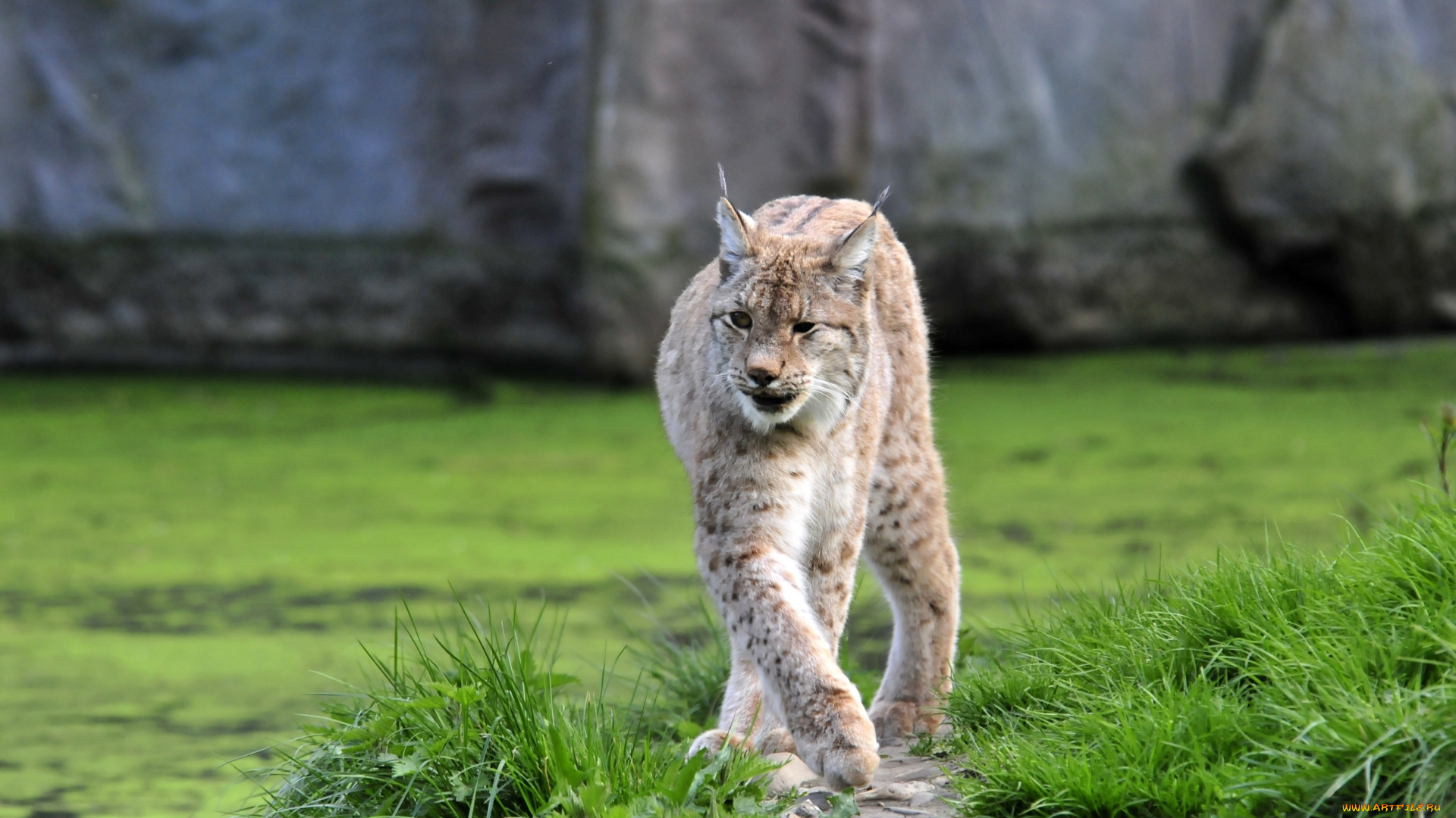 животные, рыси, животное, рысь, тропинка, трава