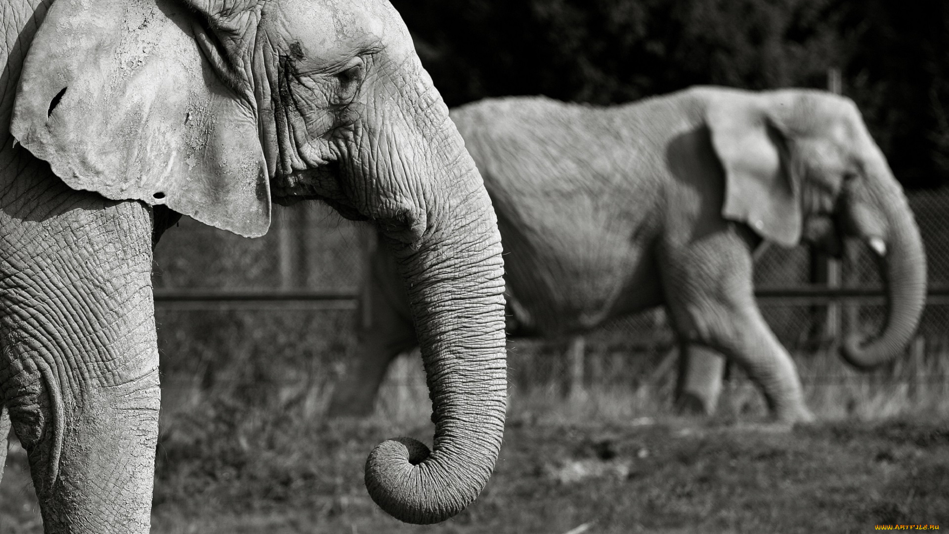 животные, слоны, чёрно-белая
