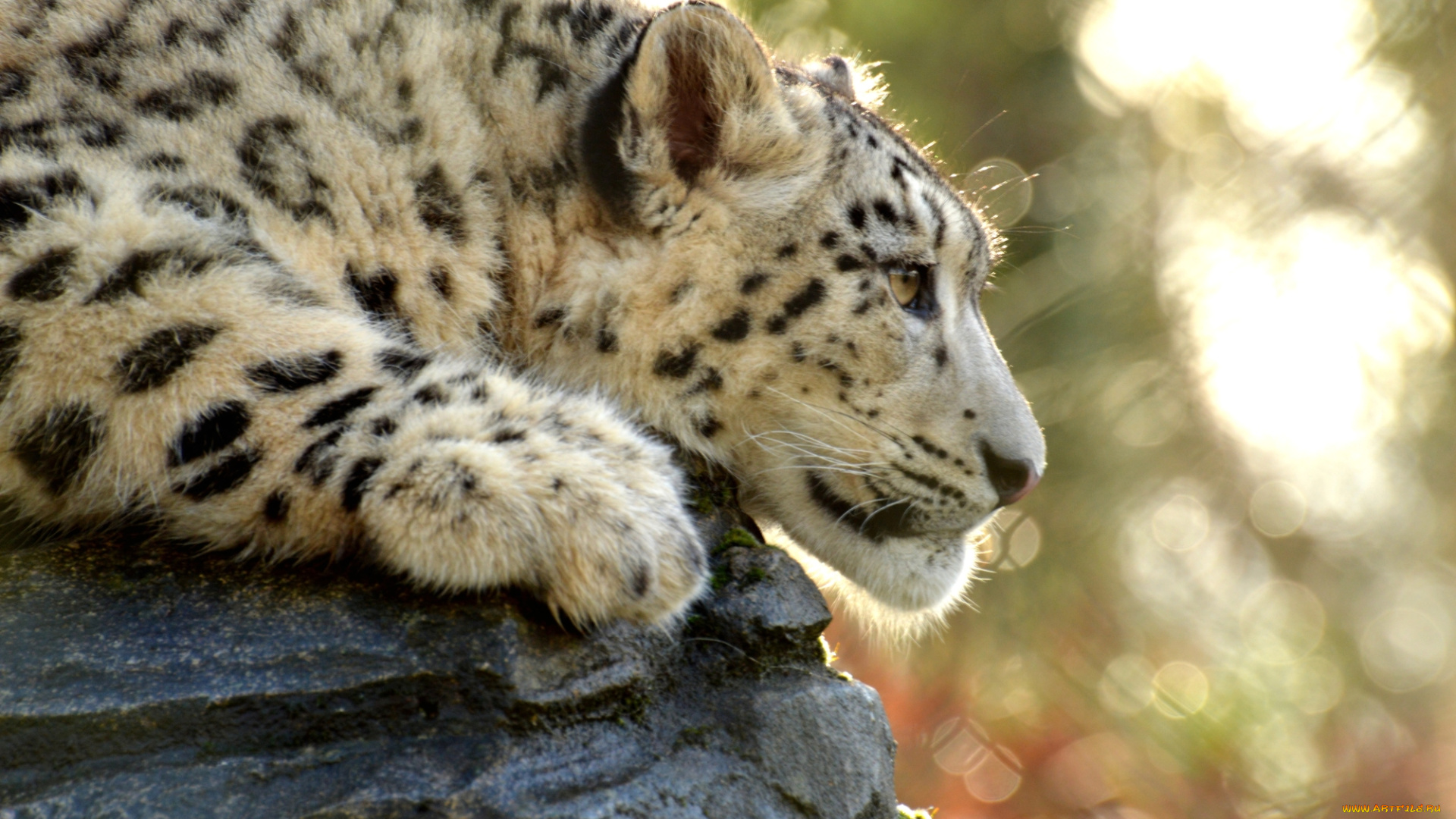 животные, снежный, барс, , ирбис, леопард