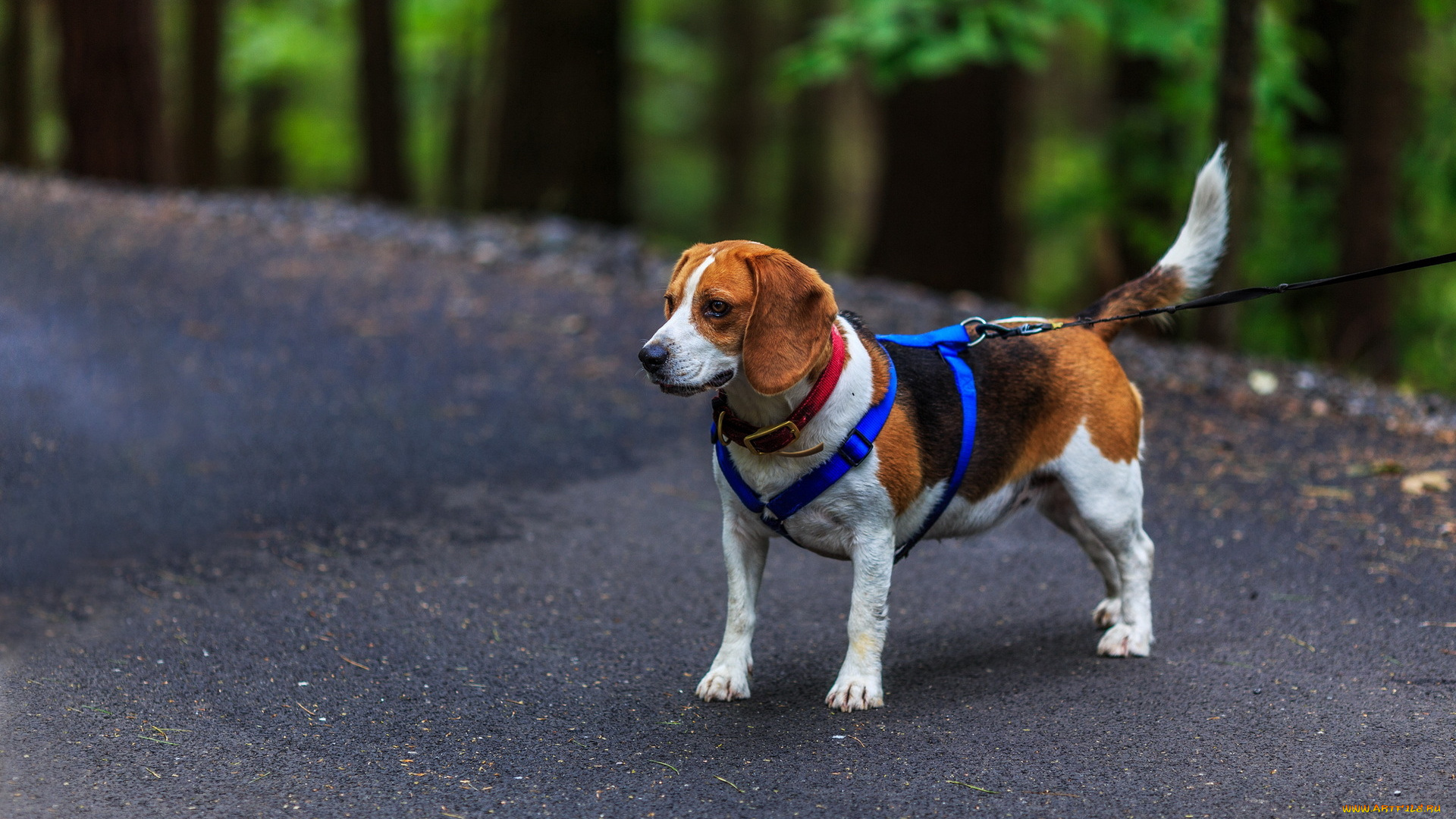 животные, собаки, бигль
