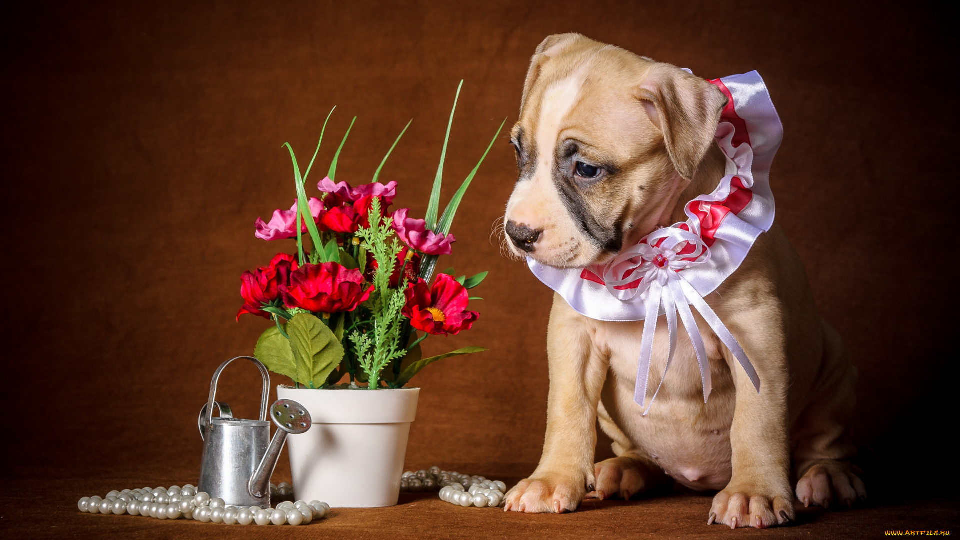 животные, собаки, букет, жабо