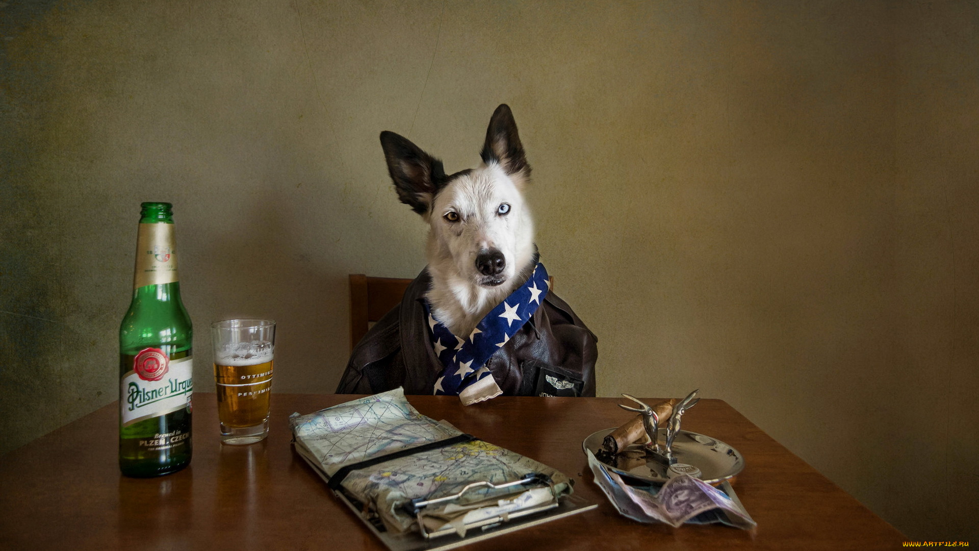 животные, собаки, бутылка, собака, сигара, карта, пиво