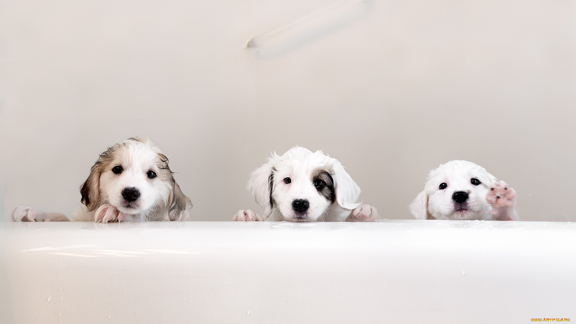 животные, собаки, мокрые, щенки, ванна