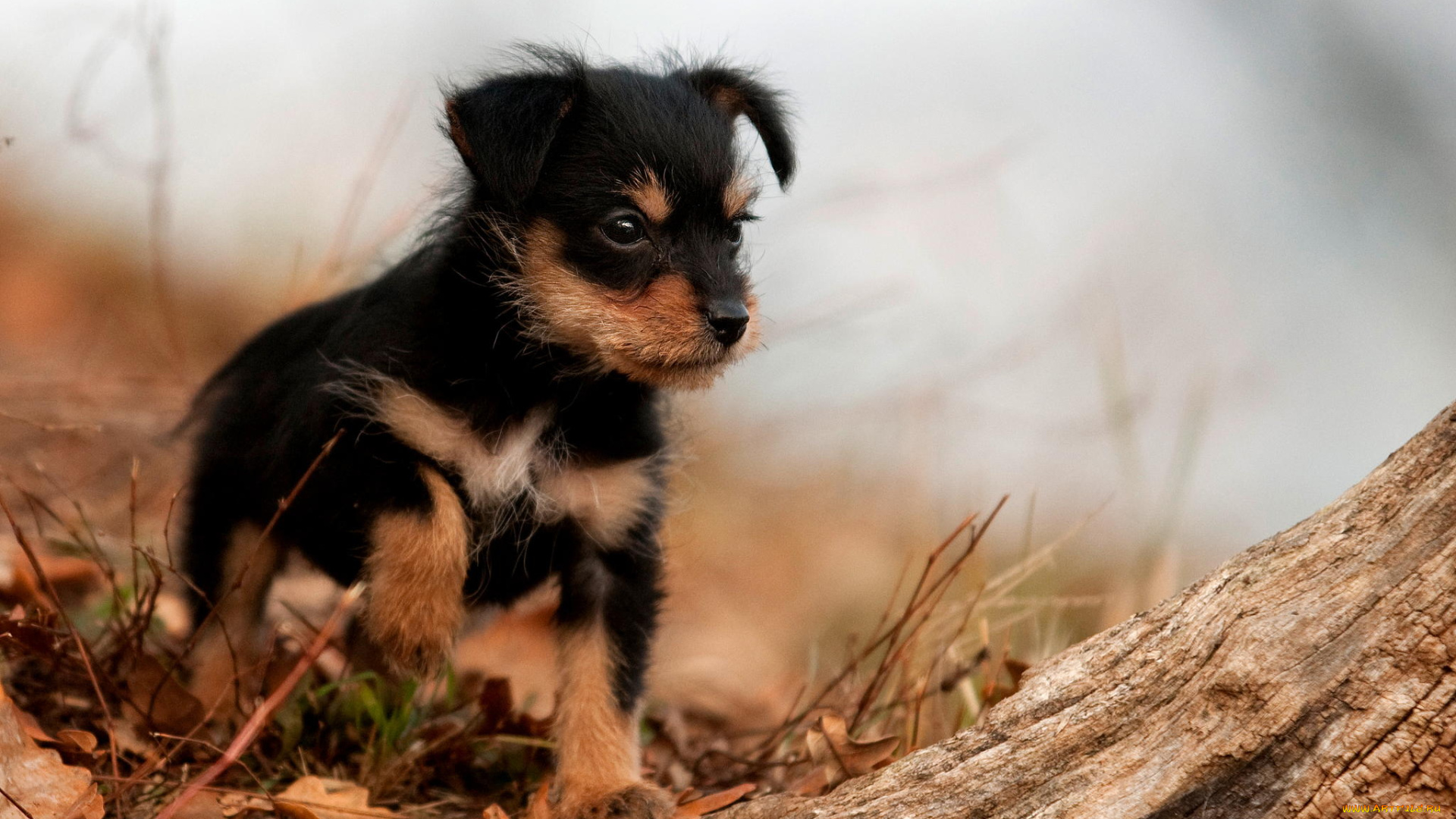 животные, собаки, щенок