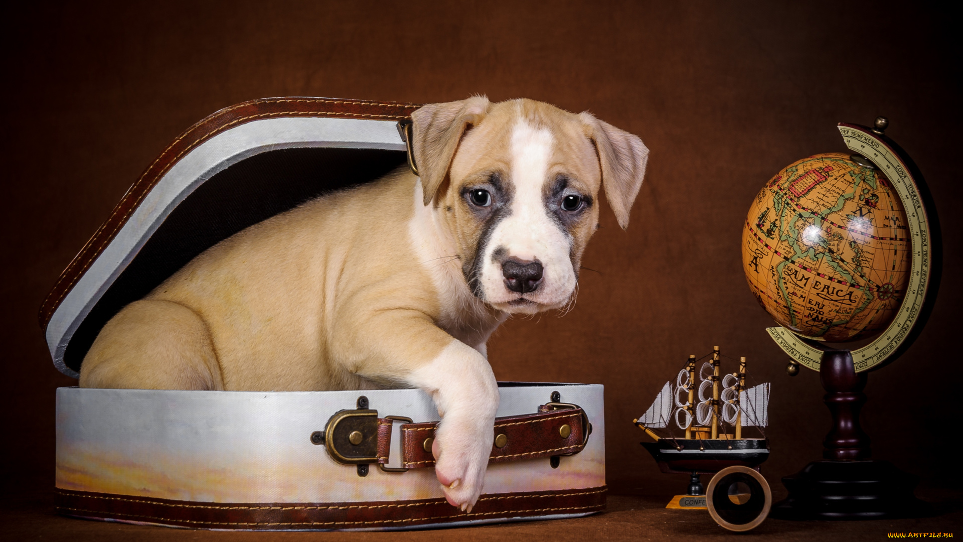 животные, собаки, щенок, глобус, чемодан