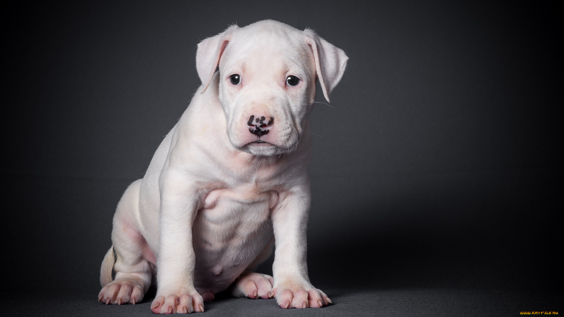 животные, собаки, щенок, собака