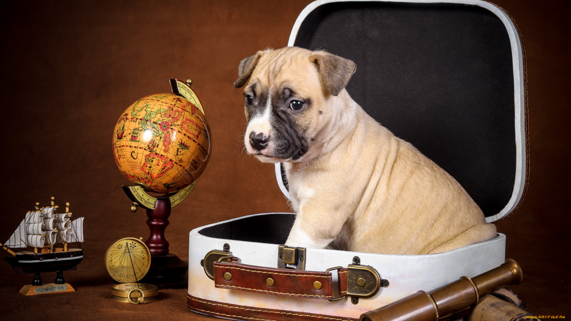 животные, собаки, собака, парусник, компас, глобус, чемодан, щенок