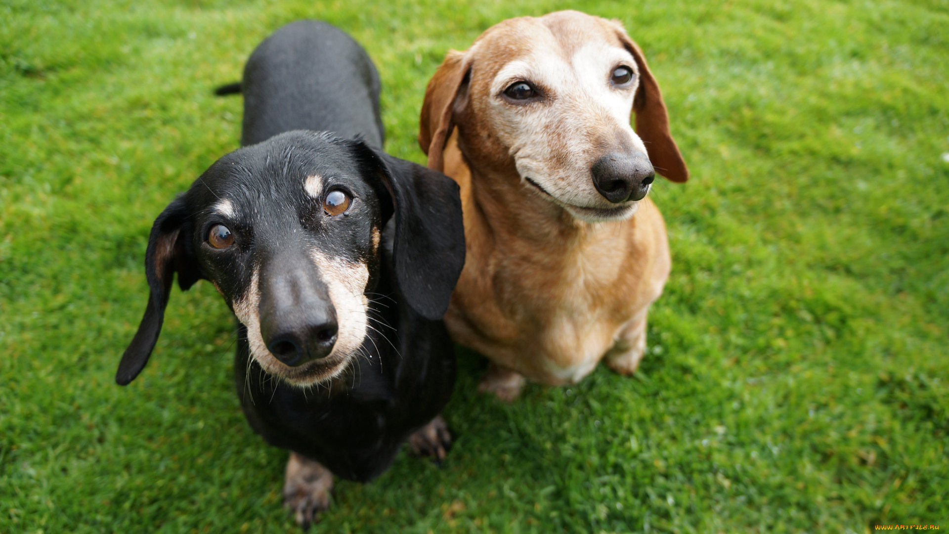 животные, собаки, трава