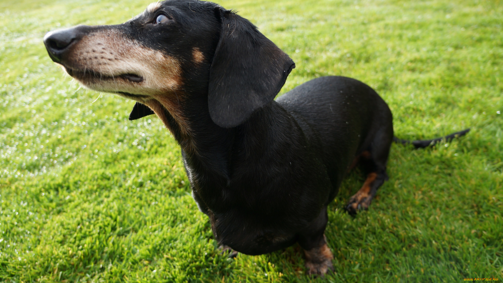 животные, собаки, трава, собака