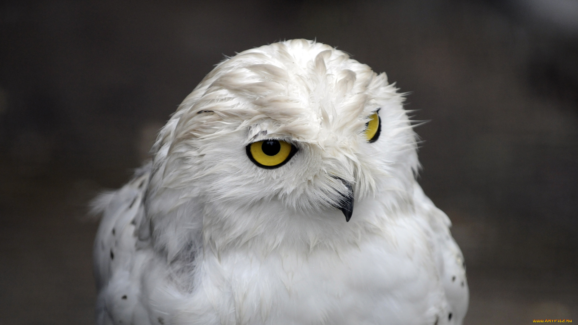 животные, совы, сова, белая