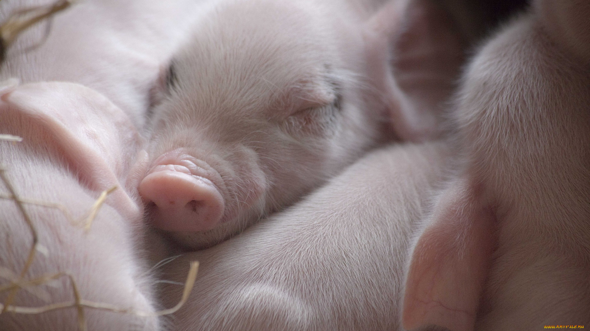 животные, свиньи, , кабаны, поросята