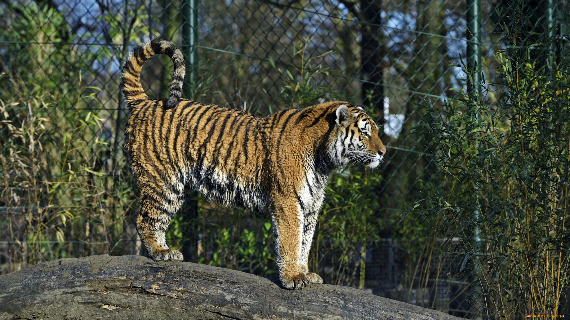 животные, тигры, амурский, тигр