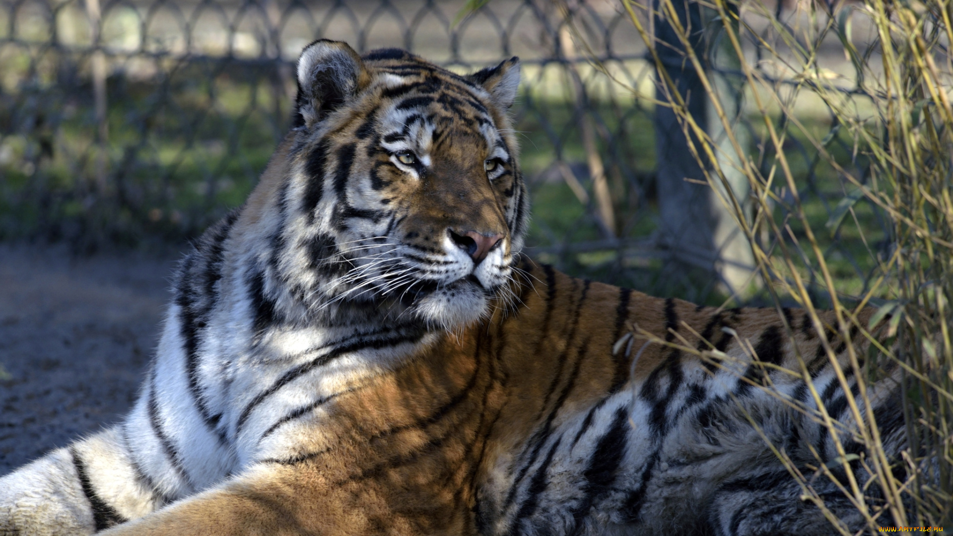 животные, тигры, тигр