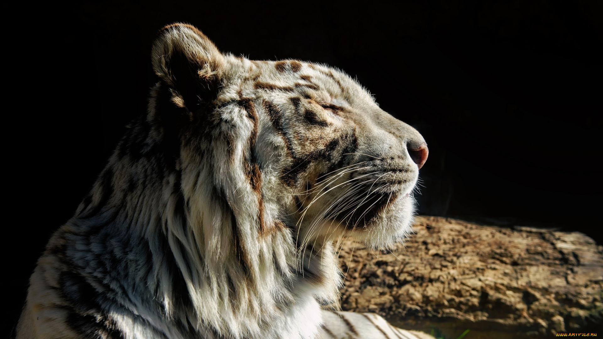 животные, тигры, тигр, белый, кошка, морда, профиль, отдых