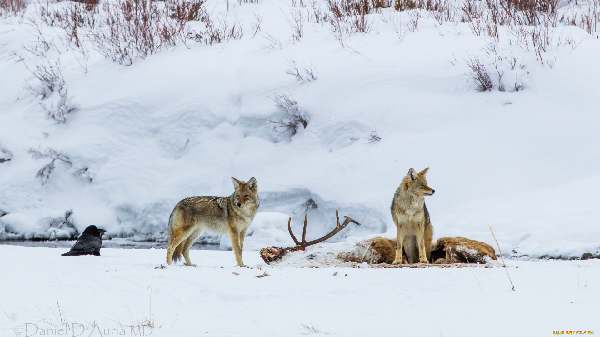 животные, волки, добыча, хищники, койот