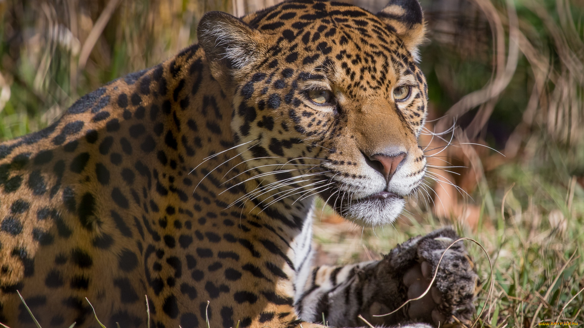 животные, Ягуары, ягуар, кошка, морда, лапы, отдых