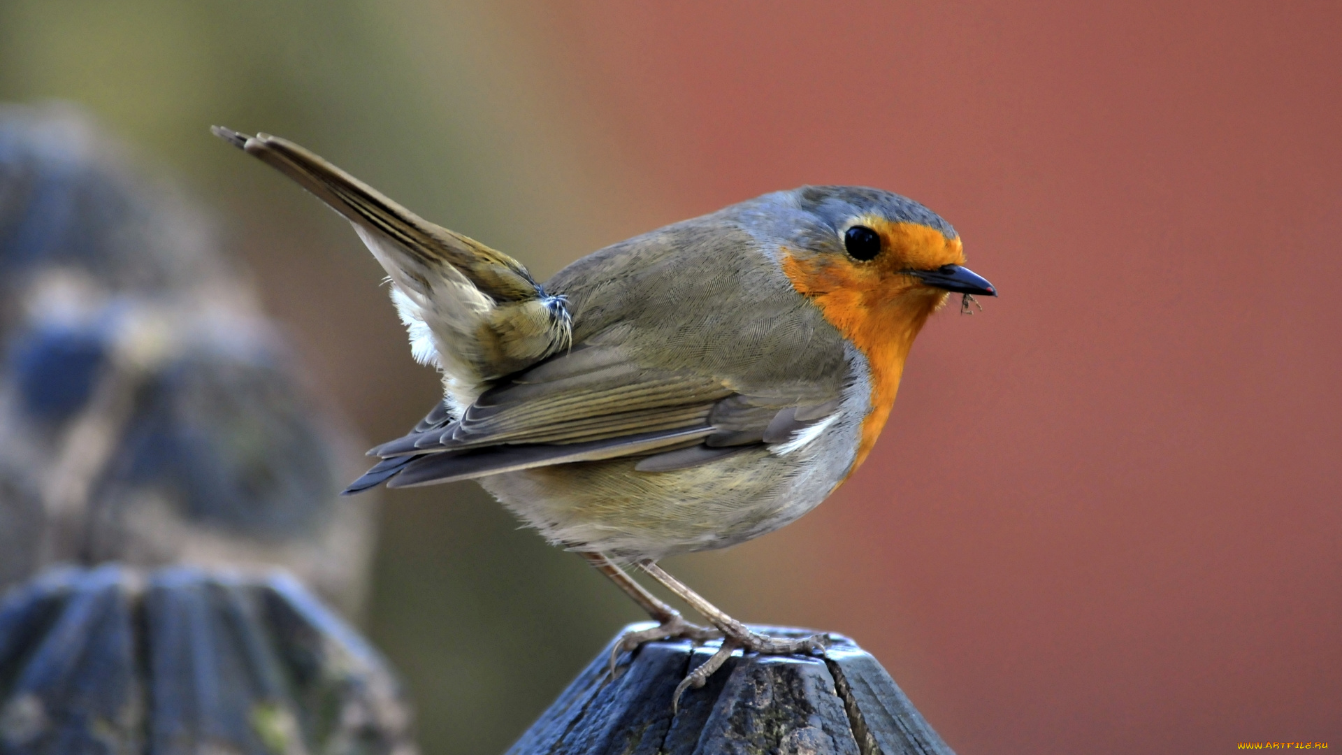 животные, зарянки, , малиновки, птица, камень