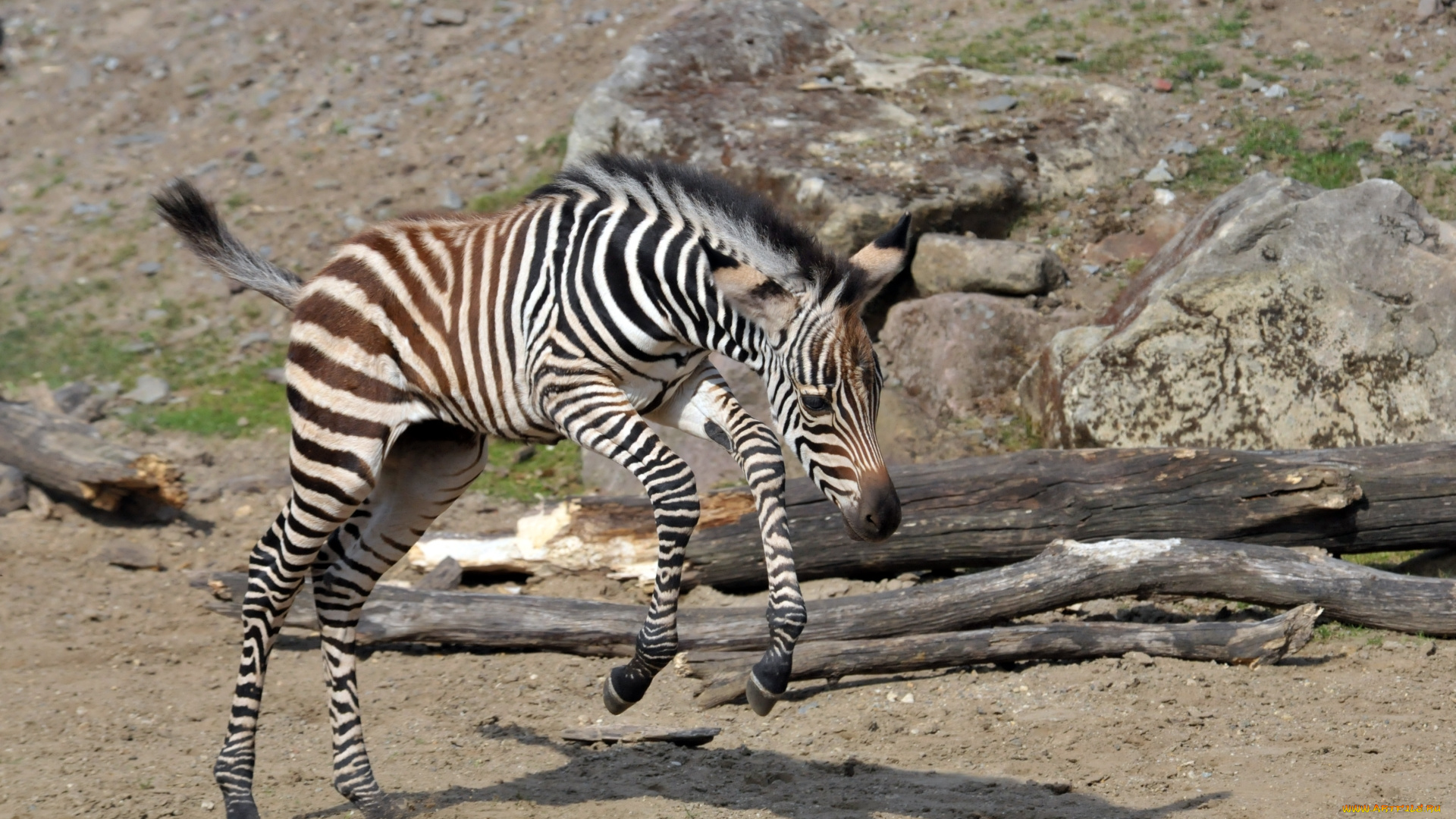 животные, зебры, зебра