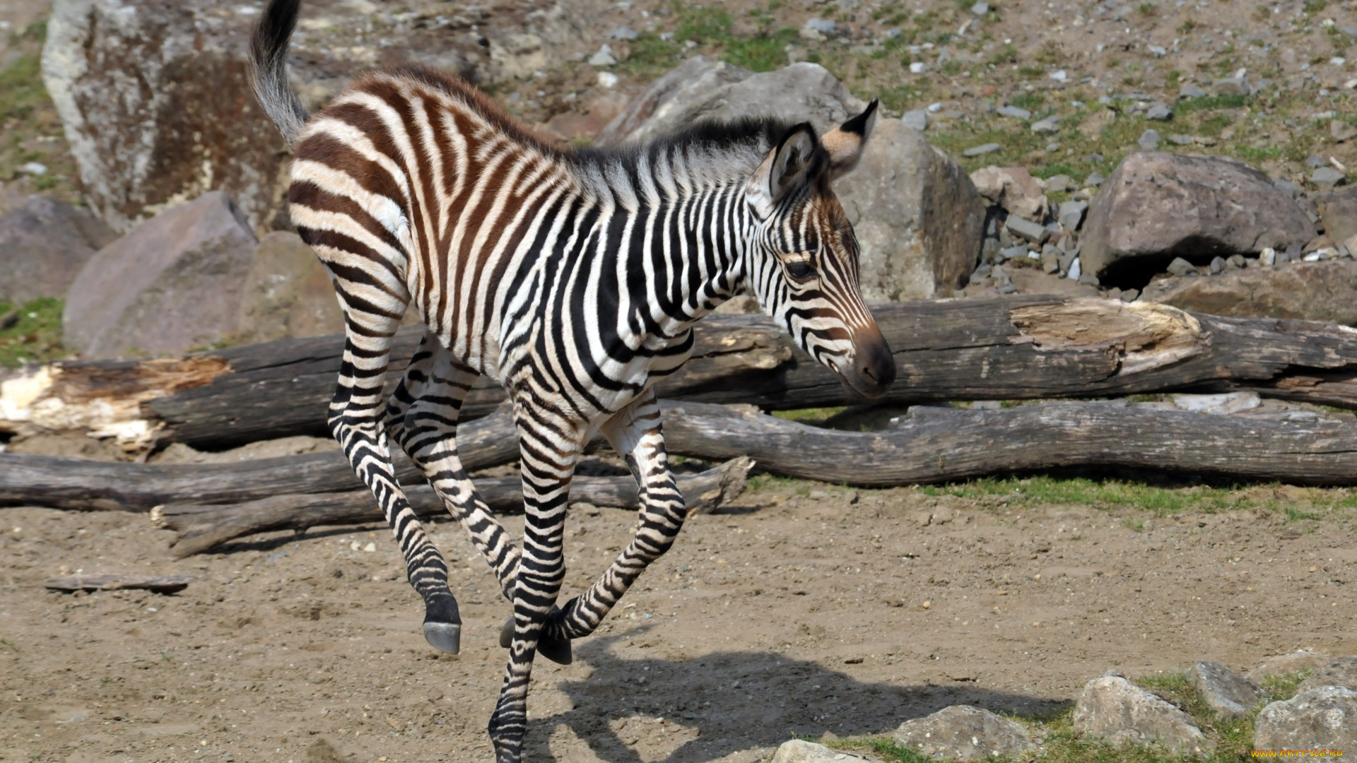 животные, зебры, зебра