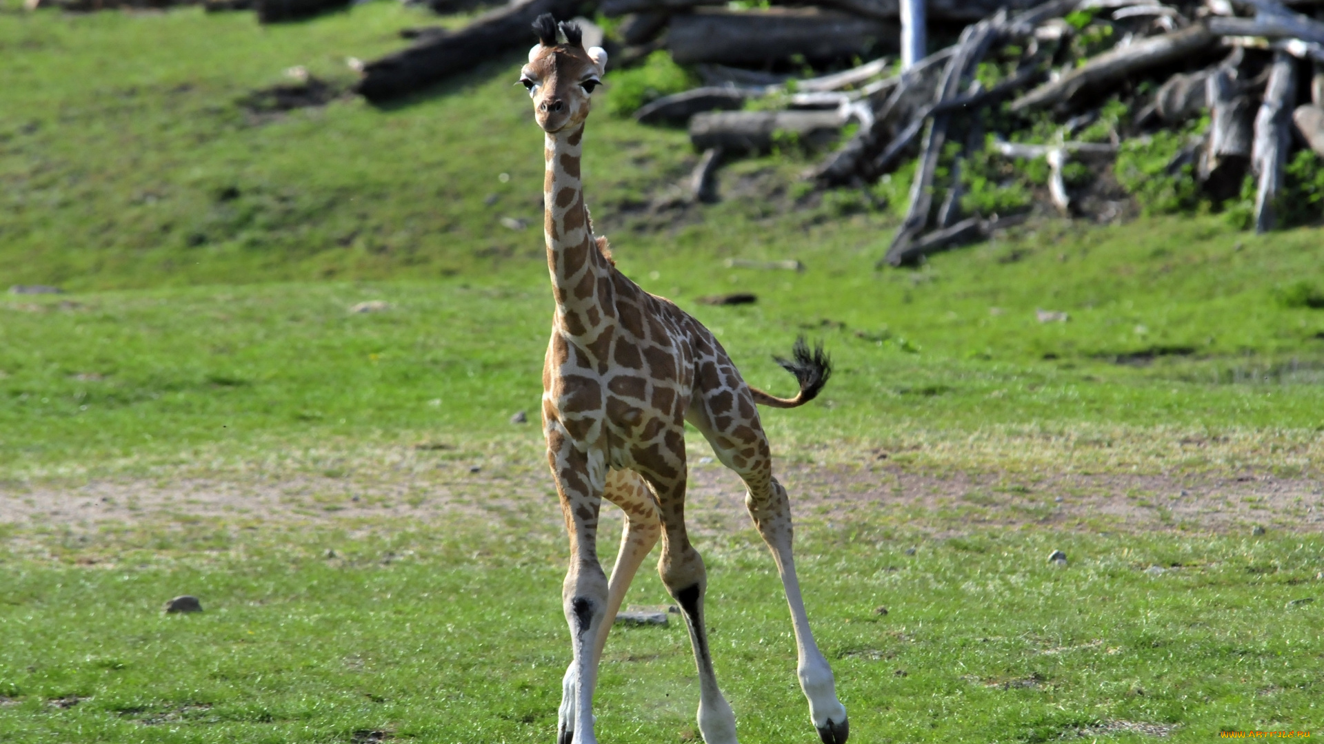 животные, жирафы, животное, маленький, жираф