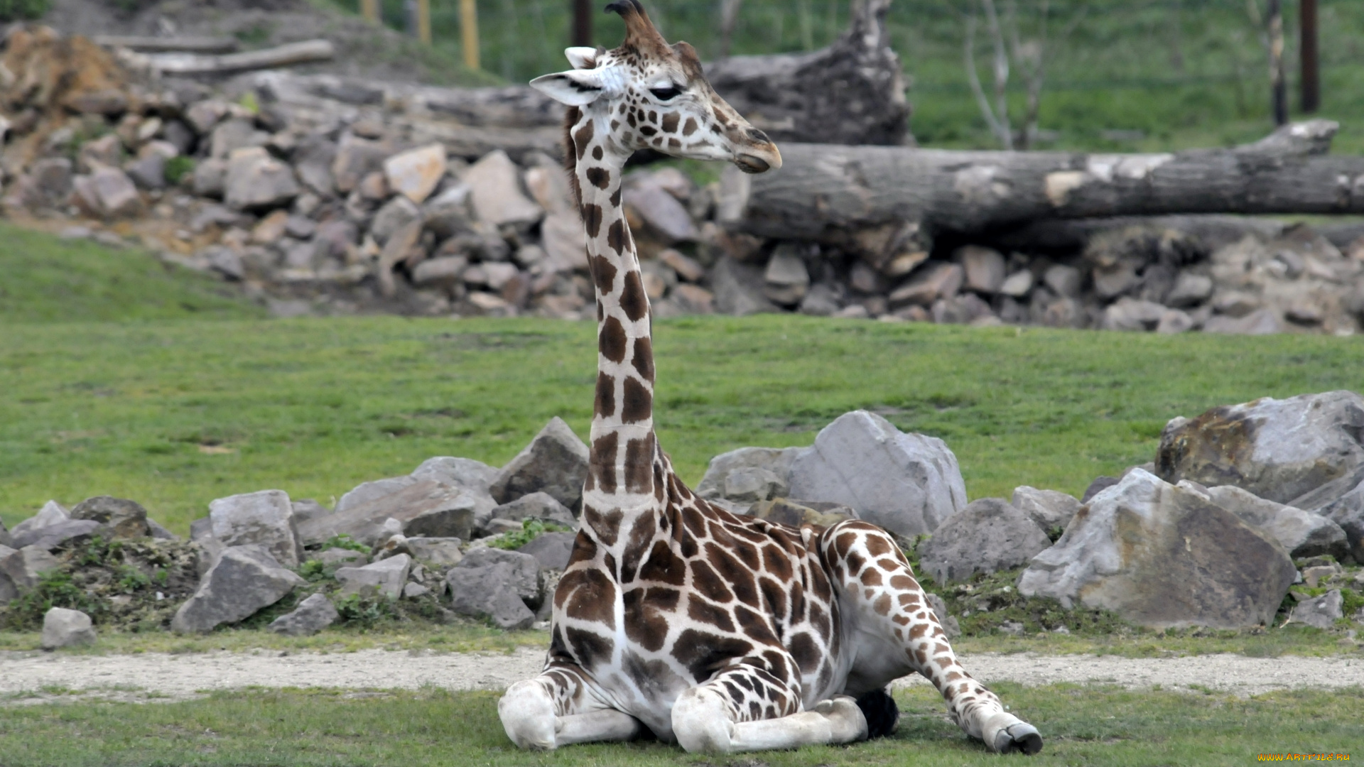 животные, жирафы, животное, маленький, жираф