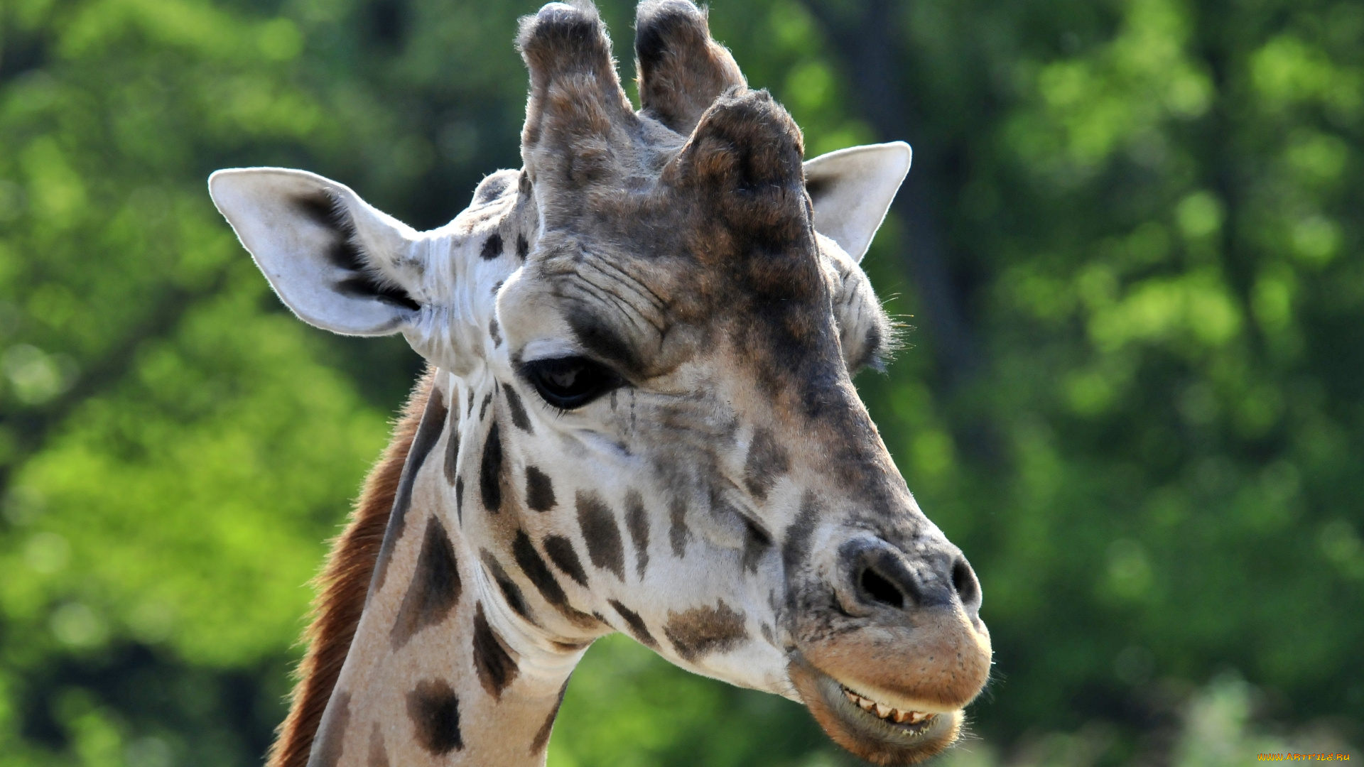 животные, жирафы, животное, жираф, улыбка