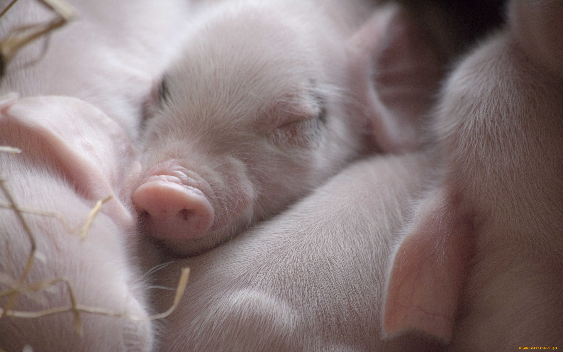 животные, свиньи, , кабаны, поросята