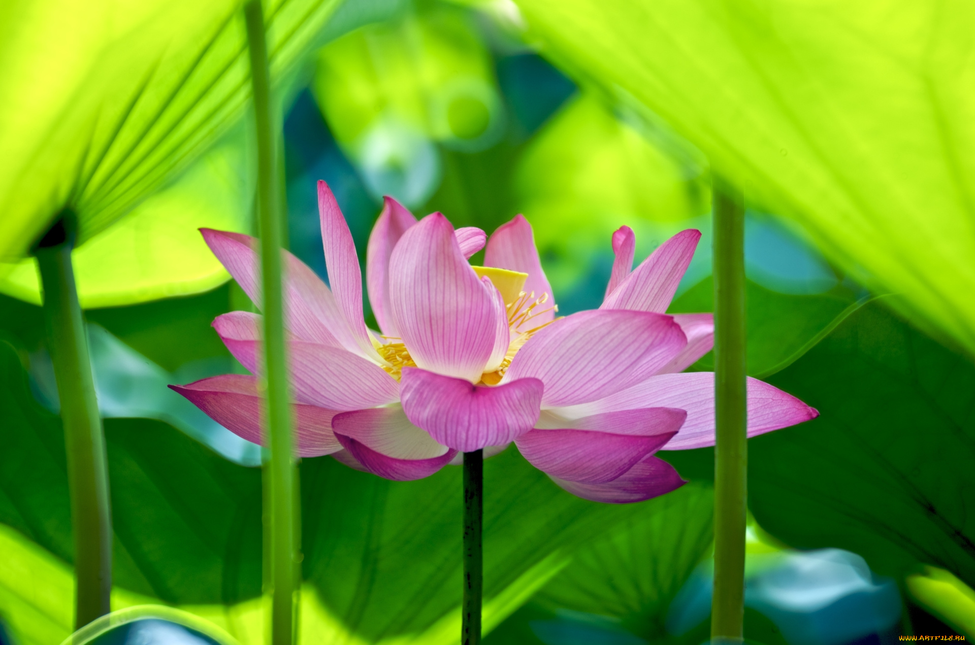 цветы, лотосы, лотос