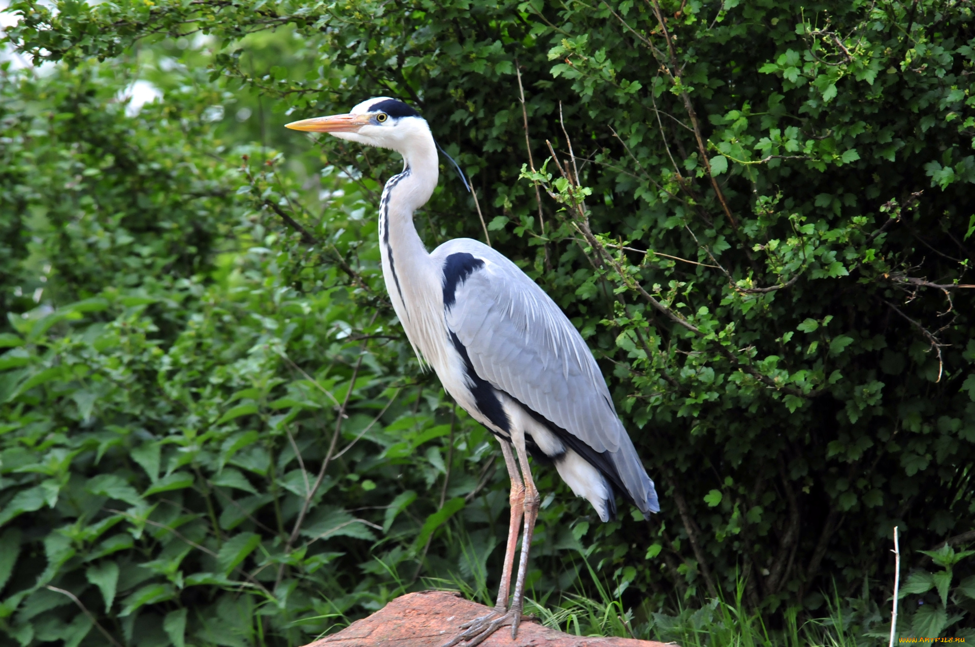 животные, цапли, птица, цапля, камень