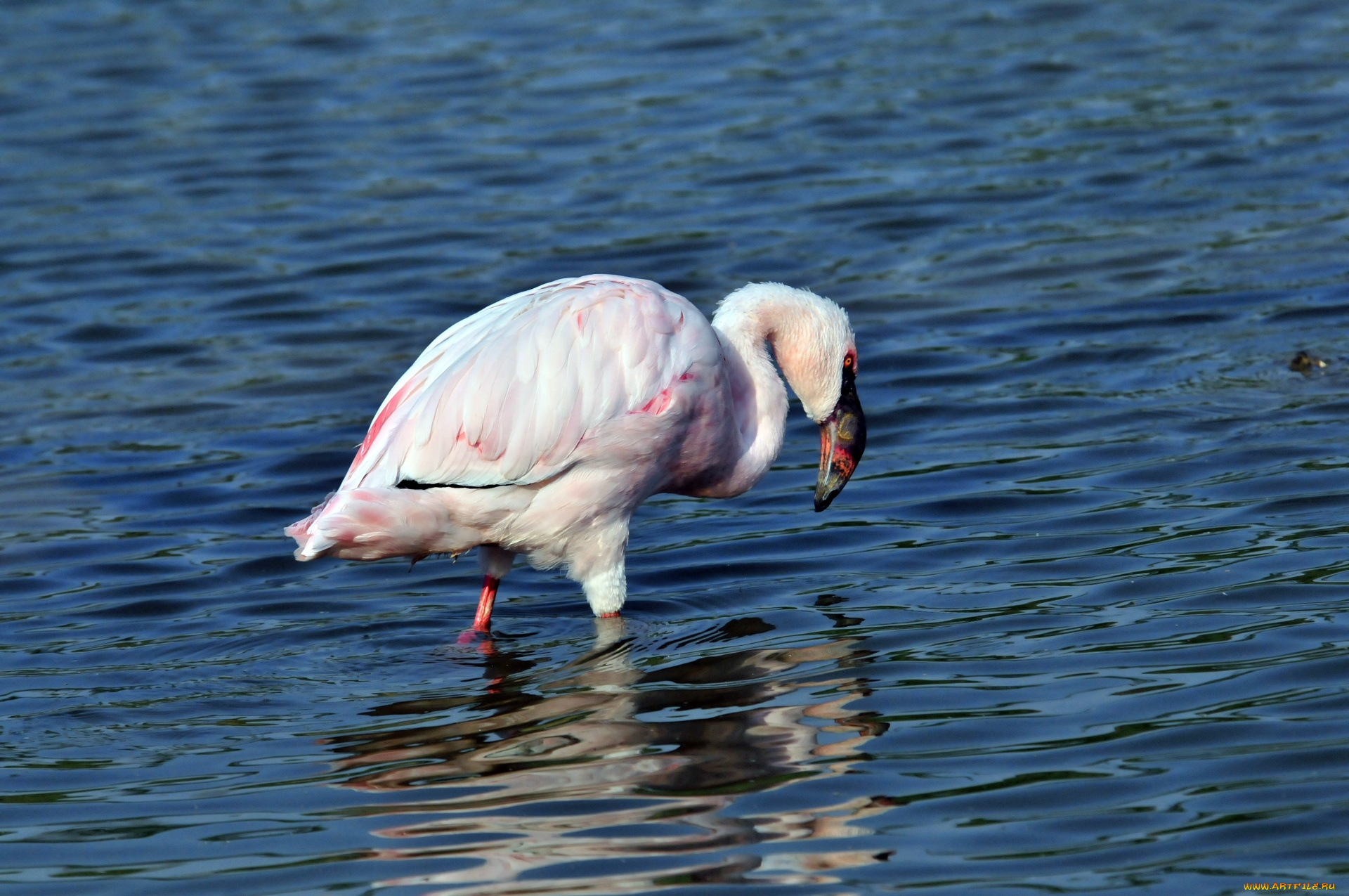 животные, фламинго, птица, вода