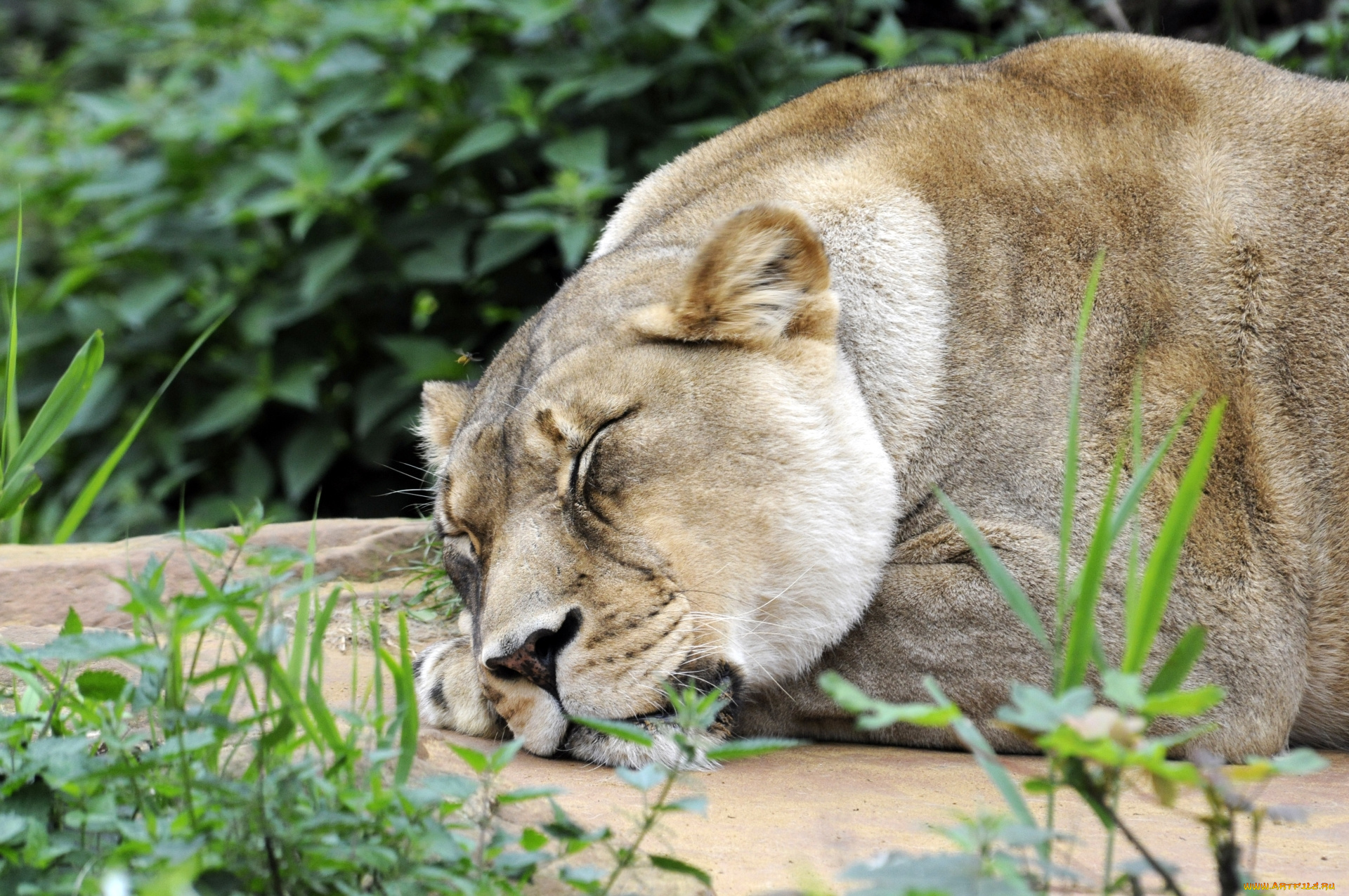 животные, львы, львица