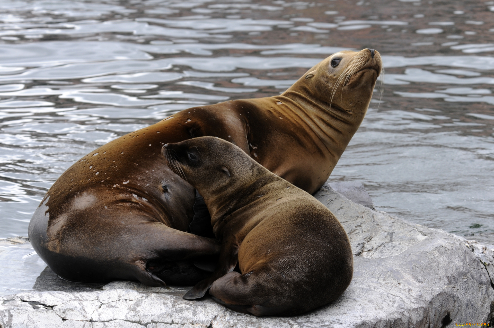 животные, моржи