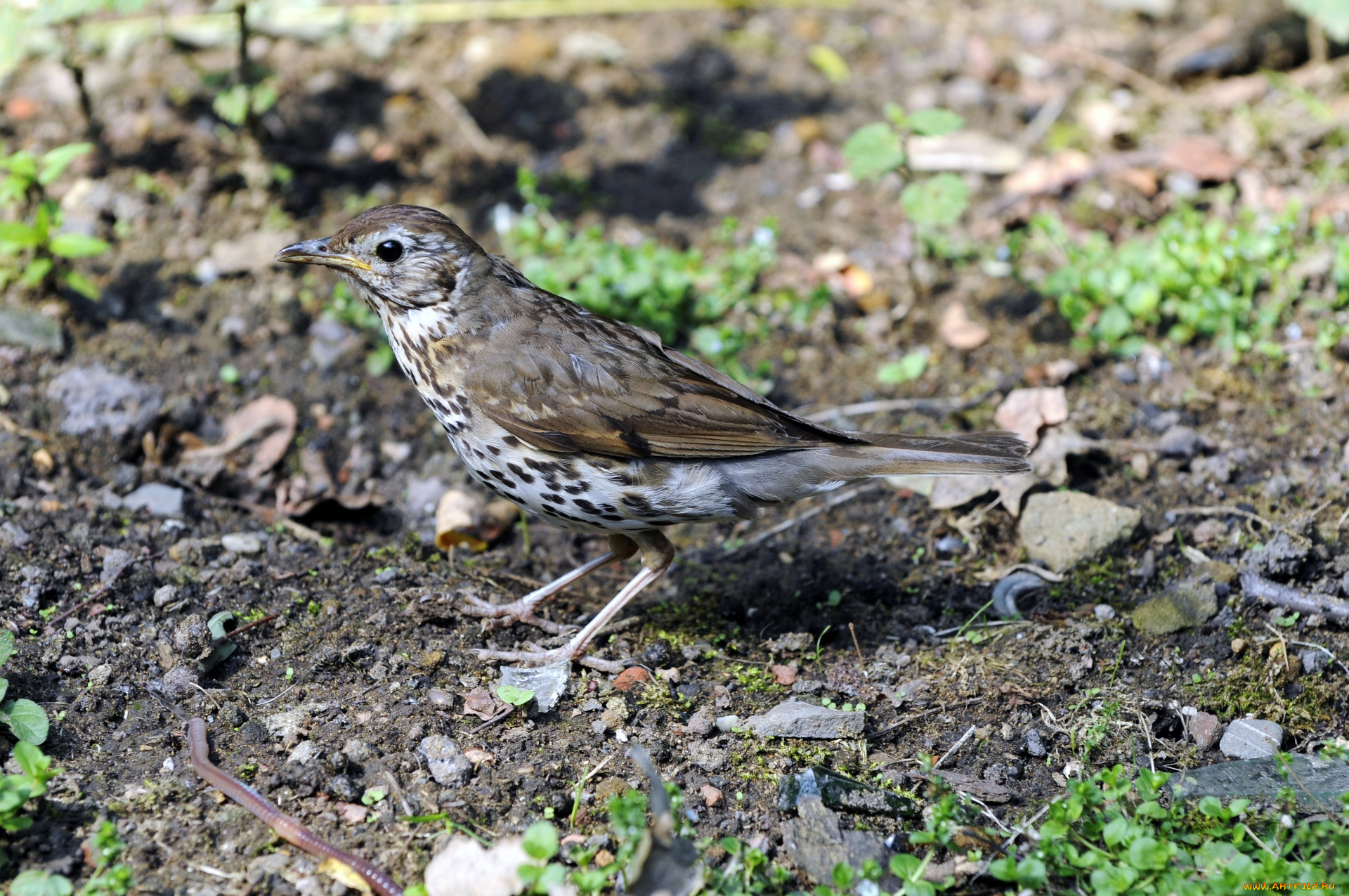животные, птицы, птица