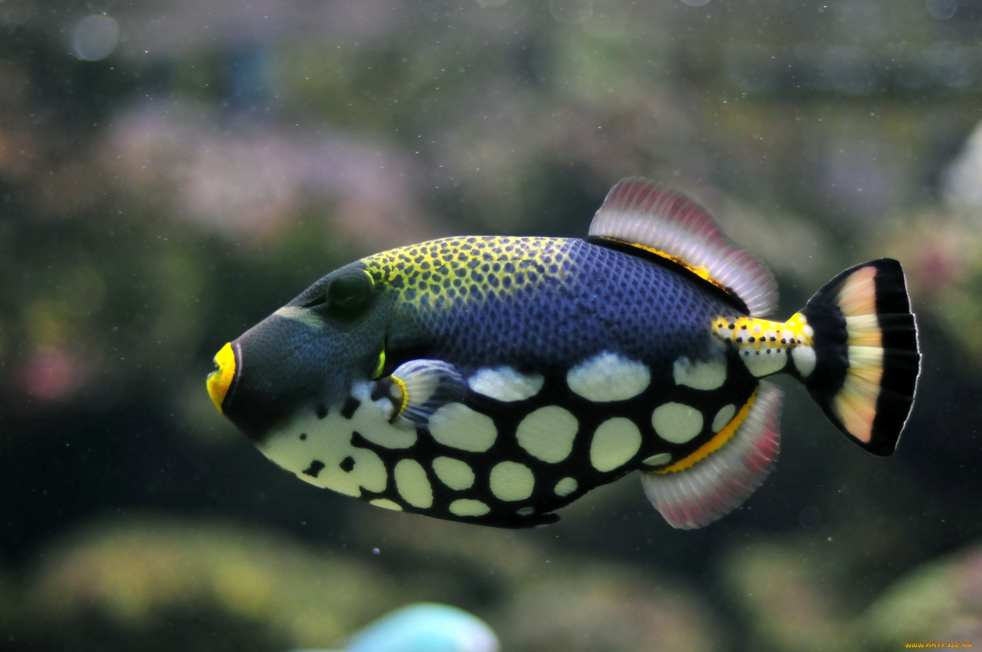 животные, рыбы, рыба, окрас