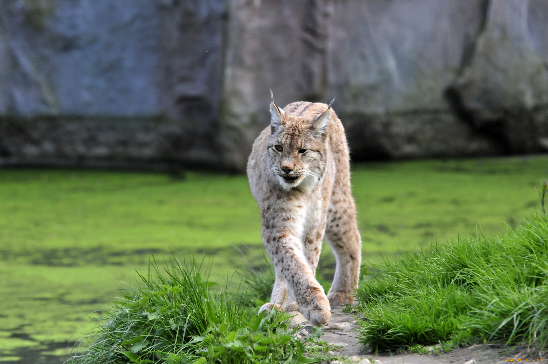 животные, рыси, животное, рысь, тропинка, трава