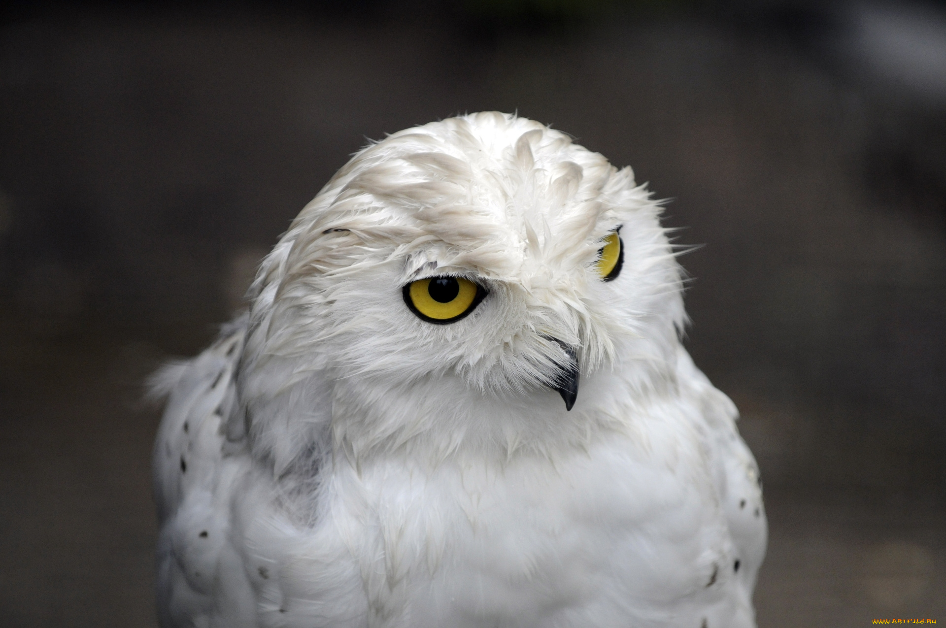 животные, совы, сова, белая