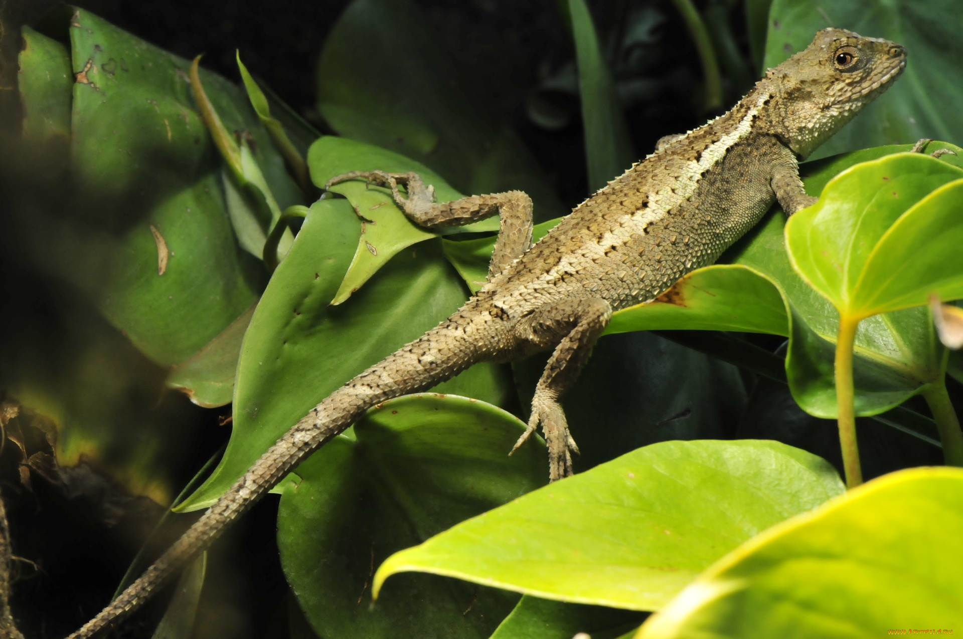 животные, Ящерицы, , игуаны, , вараны, ящерица, листья