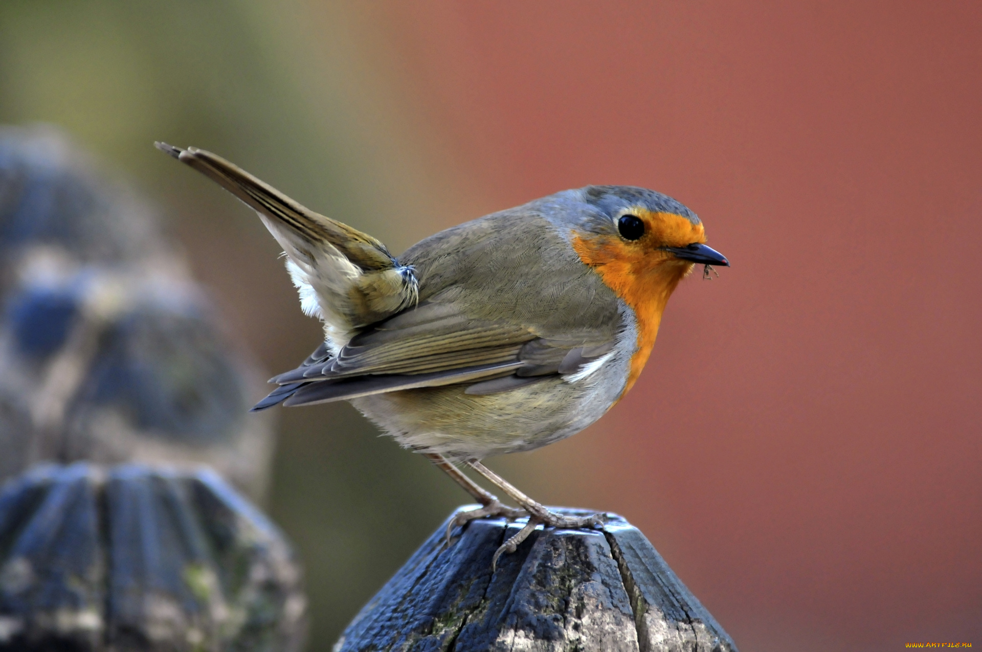 животные, зарянки, , малиновки, птица, камень