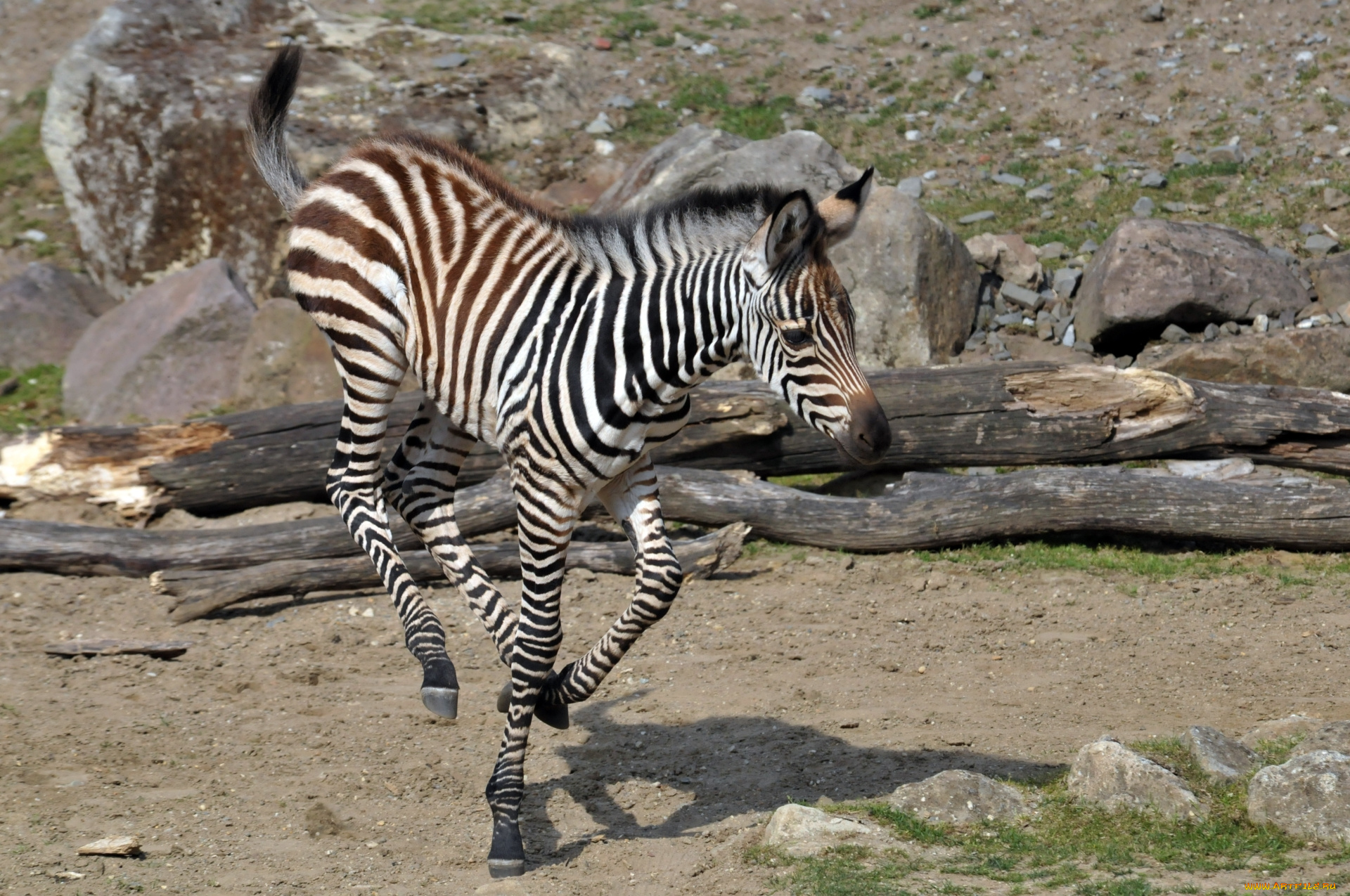 животные, зебры, зебра