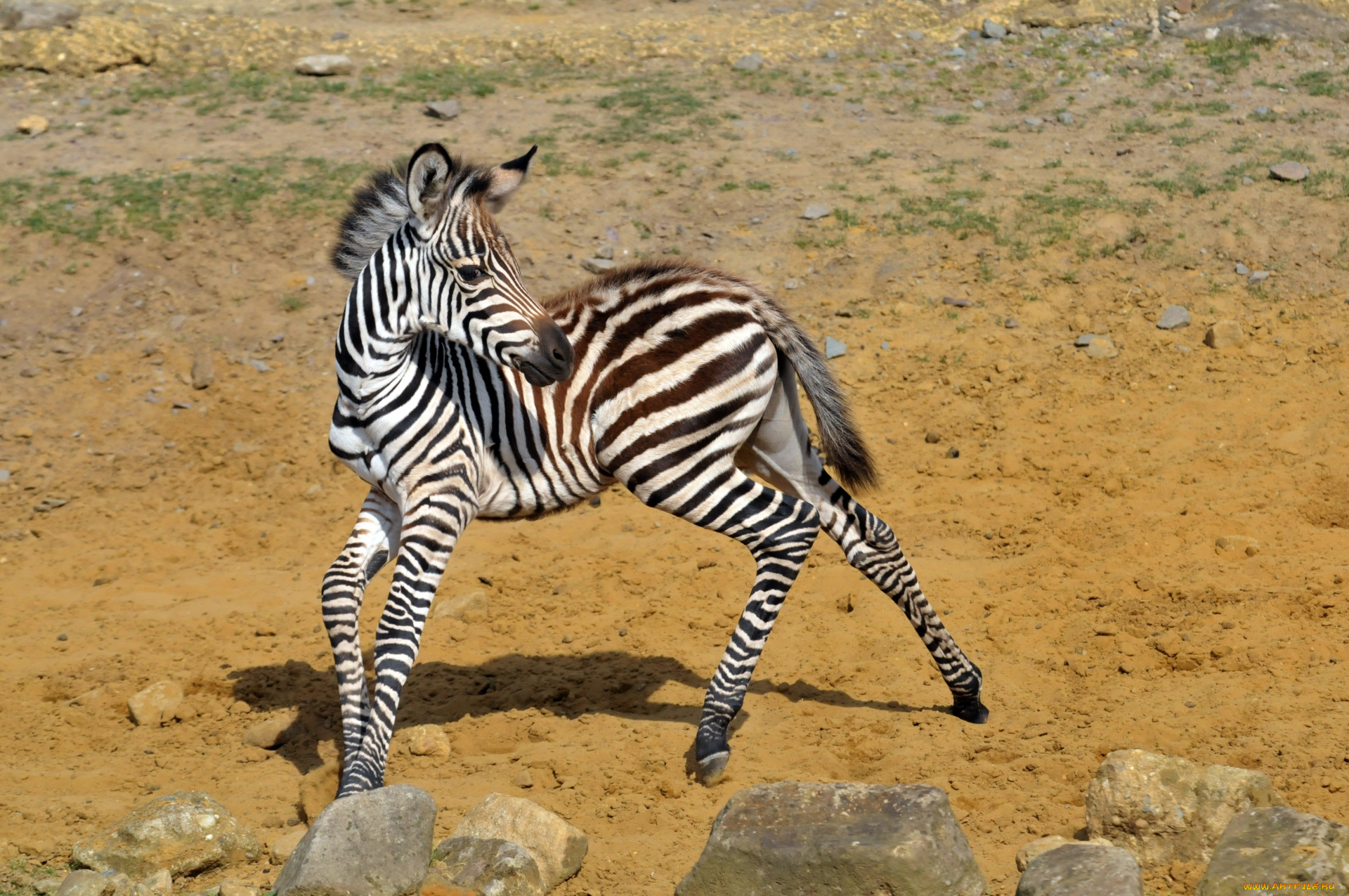 животные, зебры, зебра