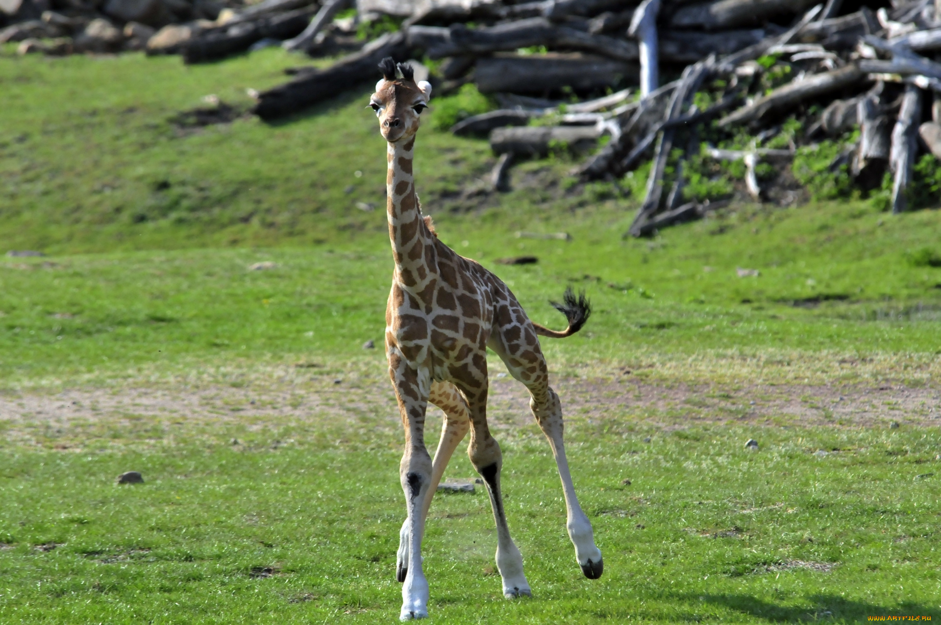 животные, жирафы, животное, маленький, жираф
