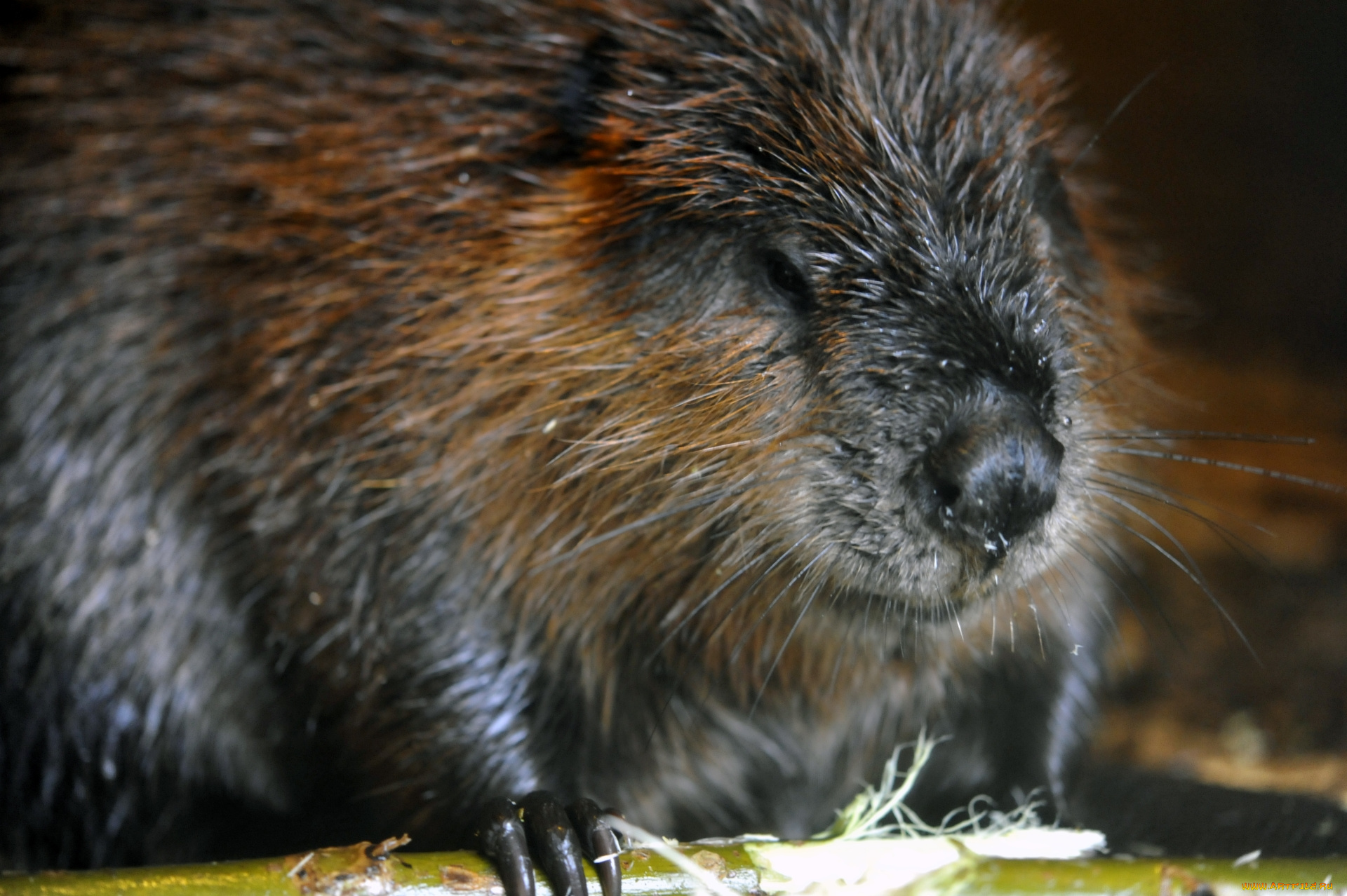животные, бобры, палка, бобер