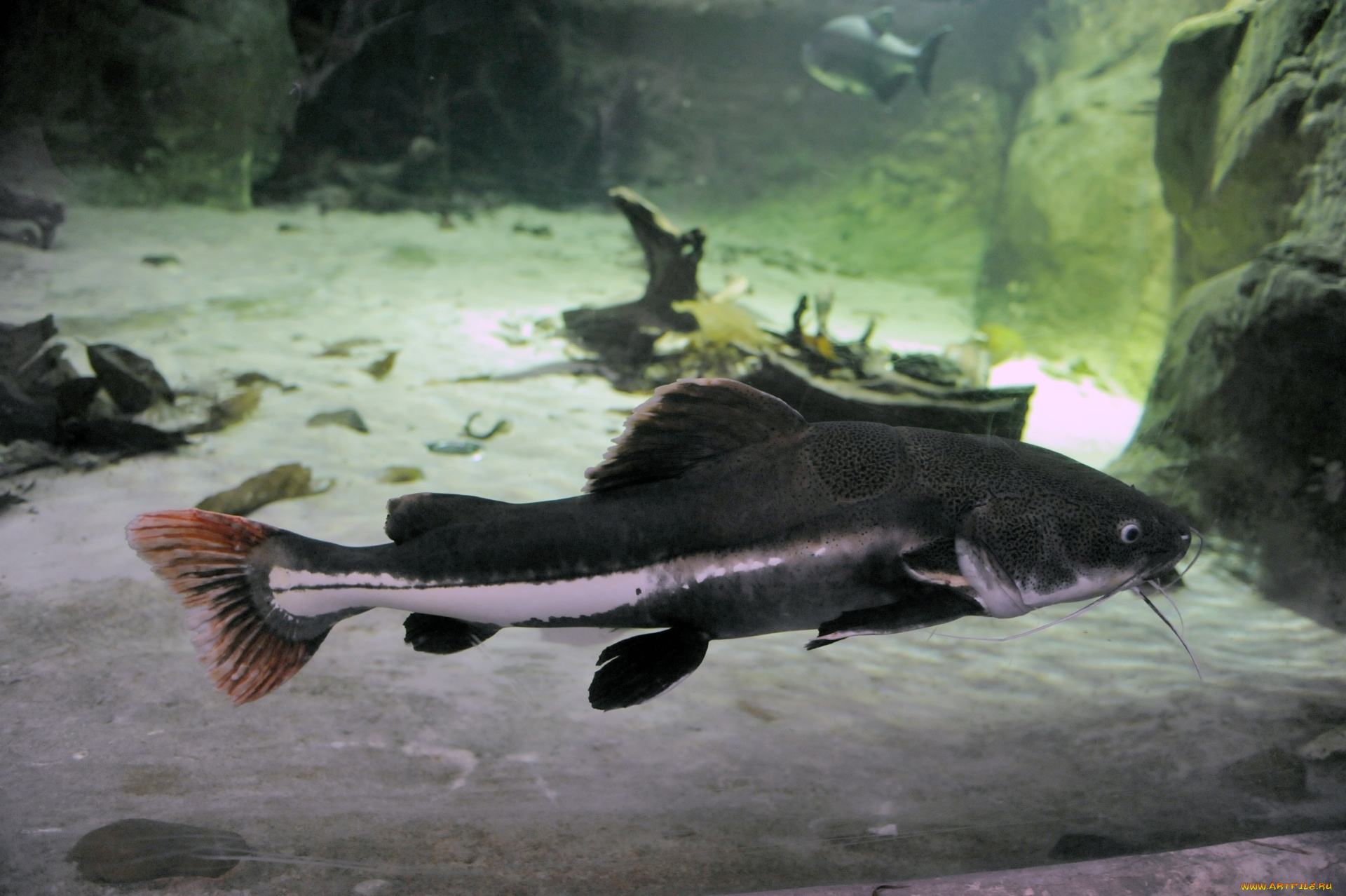 животные, рыбы, рыба, окрас, глубина