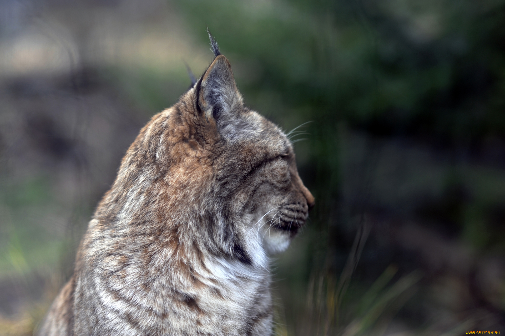 животные, рыси, рысь