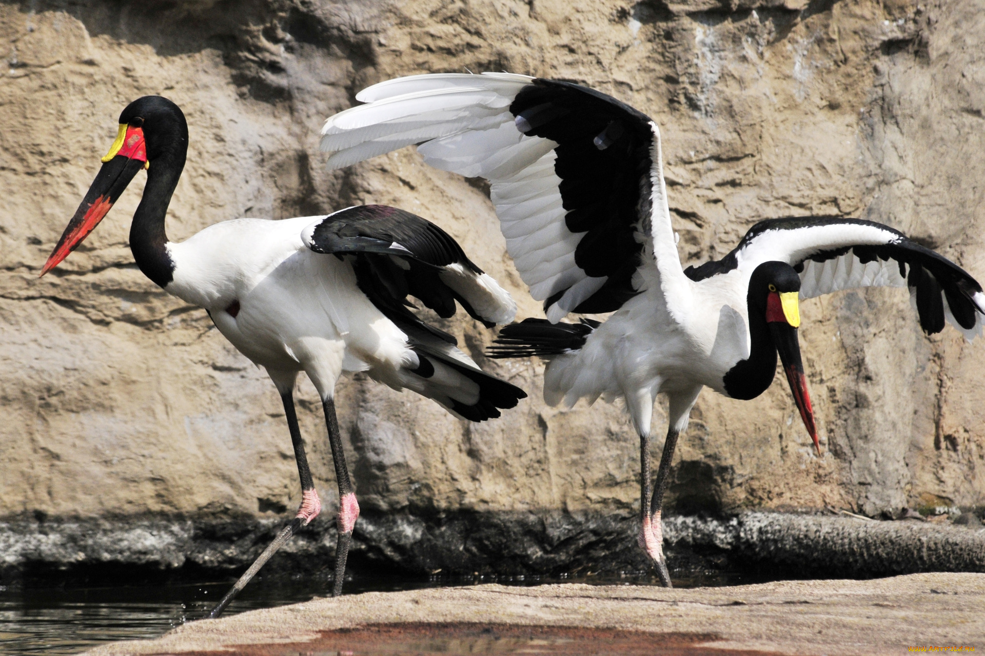 животные, аисты, птицы, цапли, окрас