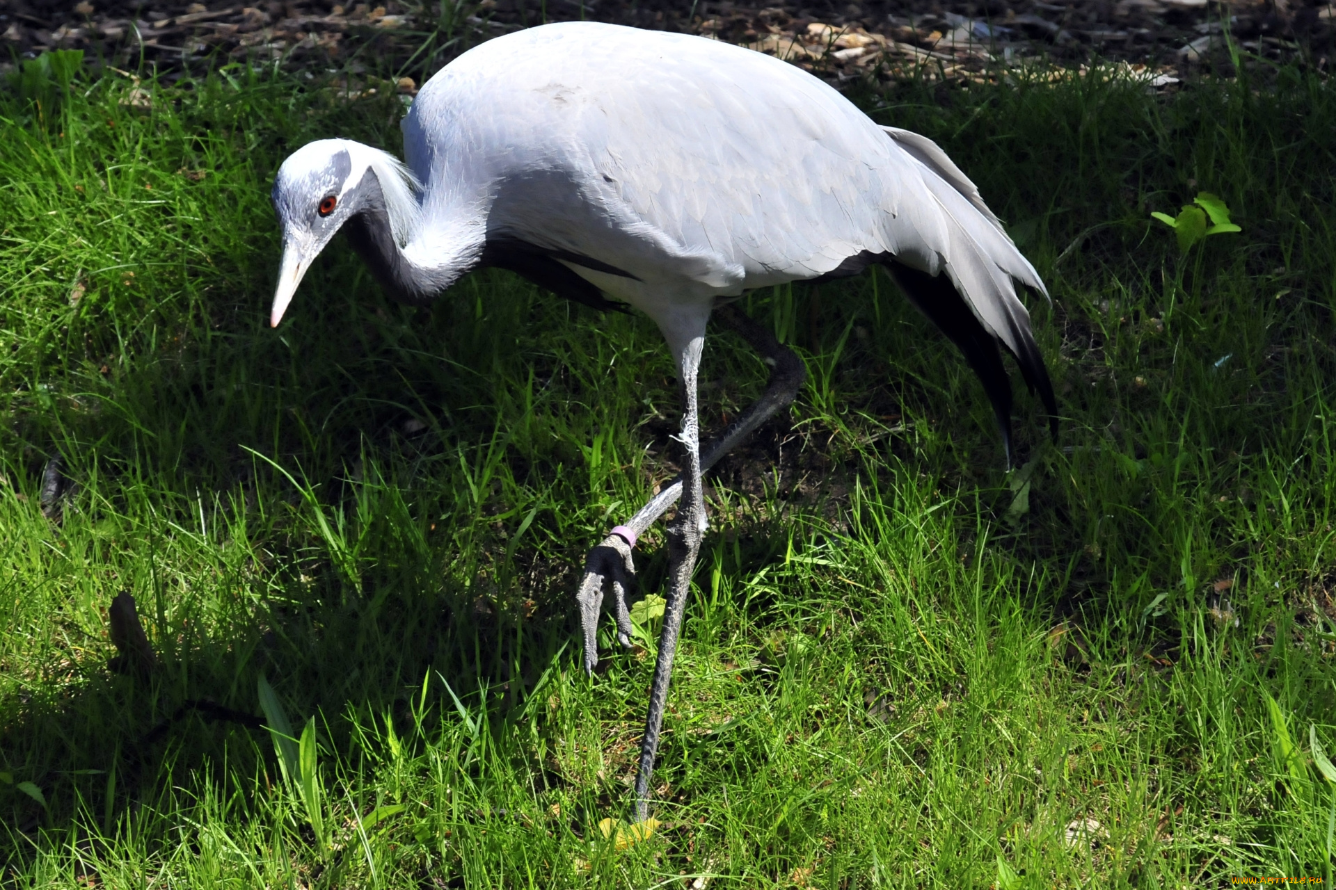 животные, цапли, птица, цапля, трава